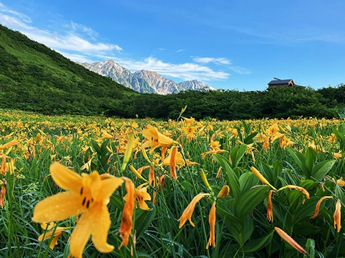 鎌池湿原